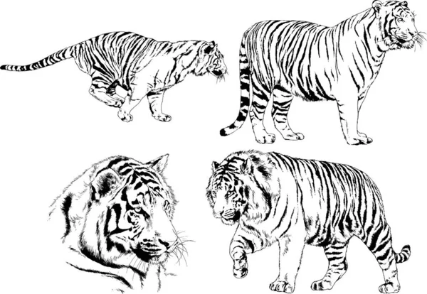 Dibujos Vectoriales Bocetos Diferentes Depredadores Tigres Leones Guepardos Leopardos Dibujan — Vector de stock