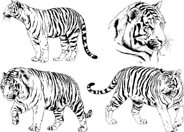 Dibujos Vectoriales Bocetos Diferentes Depredadores Tigres Leones Guepardos Leopardos Dibujan — Archivo Imágenes Vectoriales