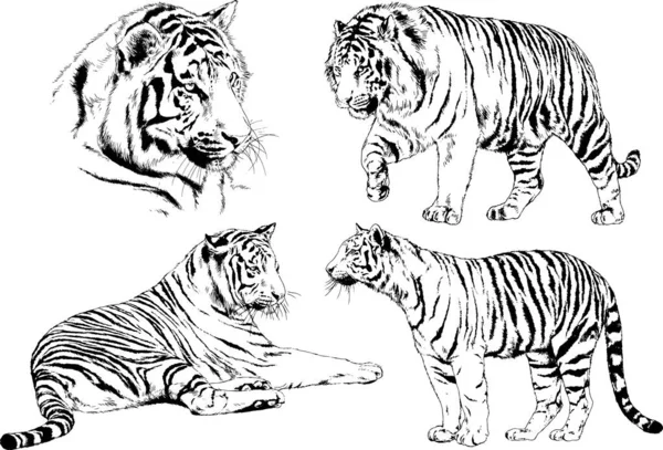 Dibujos Vectoriales Bocetos Diferentes Depredadores Tigres Leones Guepardos Leopardos Dibujan — Archivo Imágenes Vectoriales