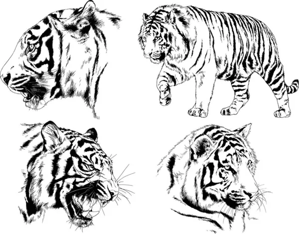 Dibujos Vectoriales Bocetos Diferentes Depredadores Tigres Leones Guepardos Leopardos Dibujan — Vector de stock