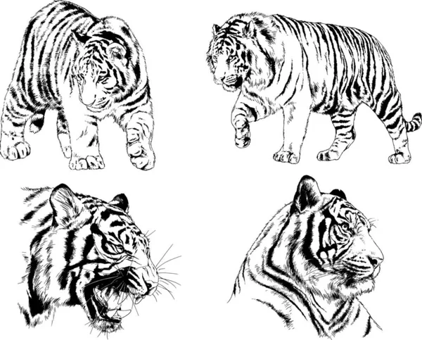 Dibujos Vectoriales Bocetos Diferentes Depredadores Tigres Leones Guepardos Leopardos Dibujan — Vector de stock