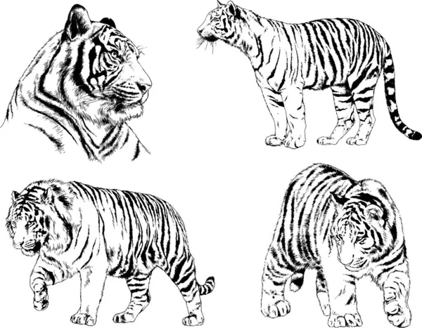 Dibujos Vectoriales Bocetos Diferentes Depredadores Tigres Leones Guepardos Leopardos Dibujan — Archivo Imágenes Vectoriales