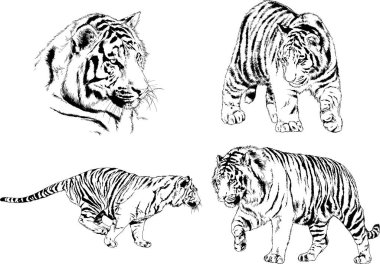 vektör çizimleri çizimler farklı yırtıcı hayvan, kaplan aslan çita ve leopar mürekkep el tarafından nesneleri arka plan ile çizilir