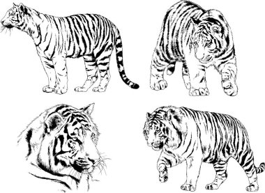 vektör çizimleri çizimler farklı yırtıcı hayvan, kaplan aslan çita ve leopar mürekkep el tarafından nesneleri arka plan ile çizilir