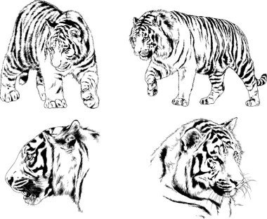 vektör çizimleri çizimler farklı yırtıcı hayvan, kaplan aslan çita ve leopar mürekkep el tarafından nesneleri arka plan ile çizilir