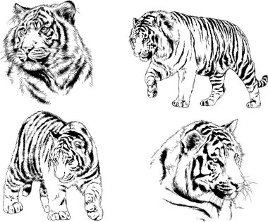 vektör çizimleri çizimler farklı yırtıcı hayvan, kaplan aslan çita ve leopar mürekkep el tarafından nesneleri arka plan ile çizilir