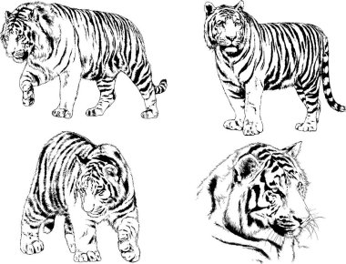 vektör çizimleri çizimler farklı yırtıcı hayvan, kaplan aslan çita ve leopar mürekkep el tarafından nesneleri arka plan ile çizilir