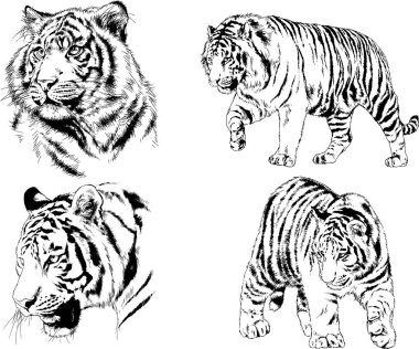 vektör çizimleri çizimler farklı yırtıcı hayvan, kaplan aslan çita ve leopar mürekkep el tarafından nesneleri arka plan ile çizilir