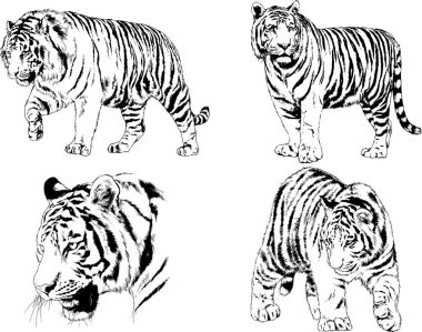vektör çizimleri çizimler farklı yırtıcı hayvan, kaplan aslan çita ve leopar mürekkep el tarafından nesneleri arka plan ile çizilir
