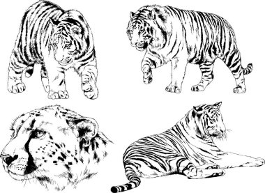 vektör çizimleri çizimler farklı yırtıcı hayvan, kaplan aslan çita ve leopar mürekkep el tarafından nesneleri arka plan ile çizilir