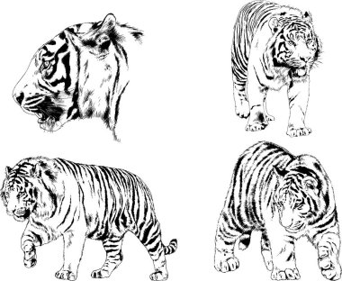 vektör çizimleri çizimler farklı yırtıcı hayvan, kaplan aslan çita ve leopar mürekkep el tarafından nesneleri arka plan ile çizilir