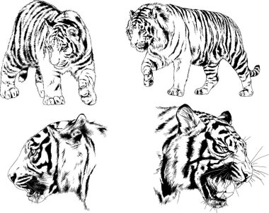 vektör çizimleri çizimler farklı yırtıcı hayvan, kaplan aslan çita ve leopar mürekkep el tarafından nesneleri arka plan ile çizilir