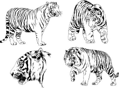 vektör çizimleri çizimler farklı yırtıcı hayvan, kaplan aslan çita ve leopar mürekkep el tarafından nesneleri arka plan ile çizilir