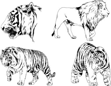 vektör çizimleri çizimler farklı yırtıcı hayvan, kaplan aslan çita ve leopar mürekkep el tarafından nesneleri arka plan ile çizilir