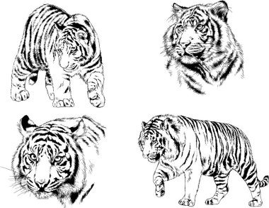 vektör çizimleri çizimler farklı yırtıcı hayvan, kaplan aslan çita ve leopar mürekkep el tarafından nesneleri arka plan ile çizilir