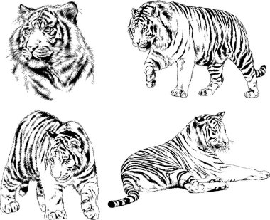 vektör çizimleri çizimler farklı yırtıcı hayvan, kaplan aslan çita ve leopar mürekkep el tarafından nesneleri arka plan ile çizilir