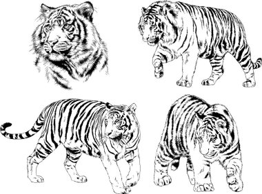 vektör çizimleri çizimler farklı yırtıcı hayvan, kaplan aslan çita ve leopar mürekkep el tarafından nesneleri arka plan ile çizilir