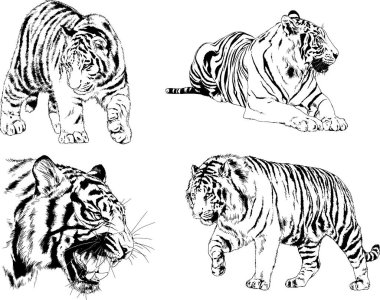 vektör çizimleri çizimler farklı yırtıcı hayvan, kaplan aslan çita ve leopar mürekkep el tarafından nesneleri arka plan ile çizilir