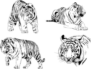 vektör çizimleri çizimler farklı yırtıcı hayvan, kaplan aslan çita ve leopar mürekkep el tarafından nesneleri arka plan ile çizilir