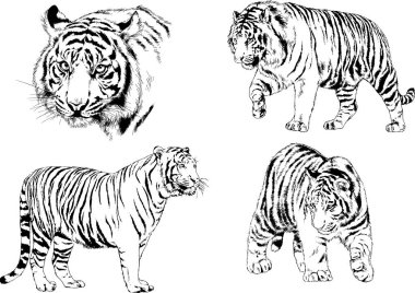 vektör çizimleri çizimler farklı yırtıcı hayvan, kaplan aslan çita ve leopar mürekkep el tarafından nesneleri arka plan ile çizilir