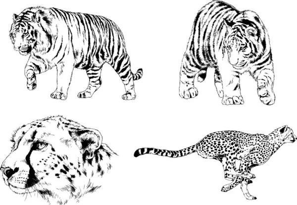 Vector Drawings Sketches Different Predator Tigers Lions Cheetahs Leopards Drawn — Stock Vector