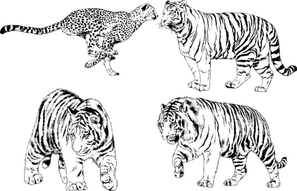 Dibujos Vectoriales Bocetos Diferentes Depredadores Tigres Leones Guepardos Leopardos Dibujan — Archivo Imágenes Vectoriales