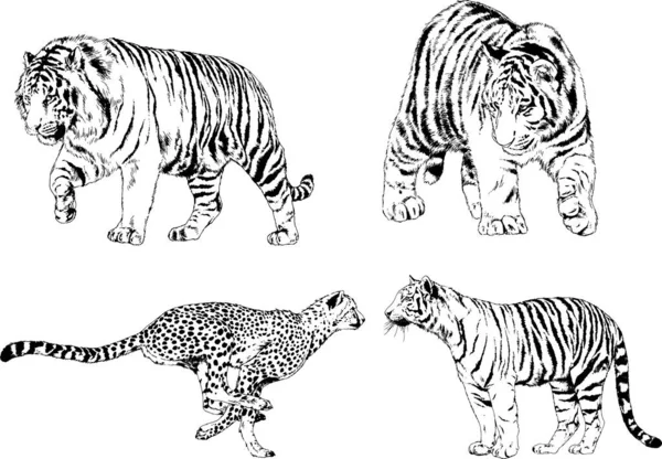 Dibujos Vectoriales Bocetos Diferentes Depredadores Tigres Leones Guepardos Leopardos Dibujan — Vector de stock