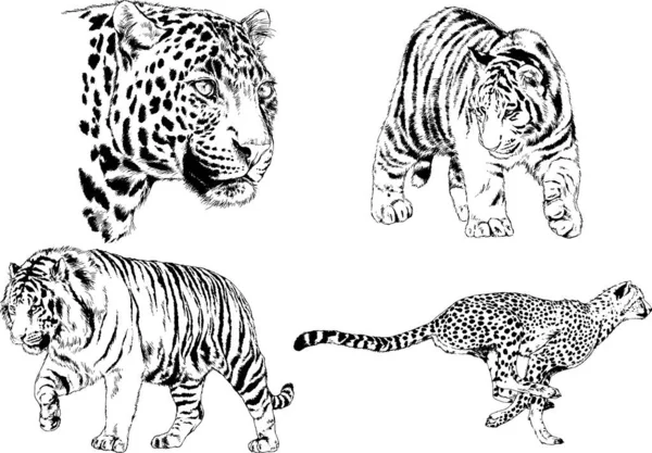 Dibujos Vectoriales Bocetos Diferentes Depredadores Tigres Leones Guepardos Leopardos Dibujan — Archivo Imágenes Vectoriales