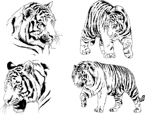 Dibujos Vectoriales Bocetos Diferentes Depredadores Tigres Leones Guepardos Leopardos Dibujan — Vector de stock