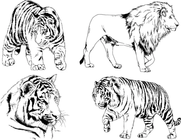 Vector Drawings Sketches Different Predator Tigers Lions Cheetahs Leopards Drawn — Stock Vector