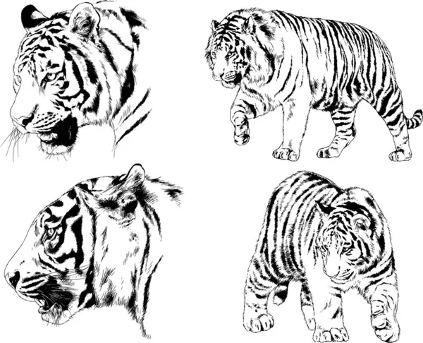 Dibujos Vectoriales Bocetos Diferentes Depredadores Tigres Leones Guepardos Leopardos Dibujan — Archivo Imágenes Vectoriales