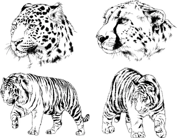 Dessins Vectoriels Esquisse Différents Prédateurs Tigres Lions Guépards Léopards Sont — Image vectorielle