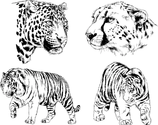 Dibujos Vectoriales Bocetos Diferentes Depredadores Tigres Leones Guepardos Leopardos Dibujan — Vector de stock