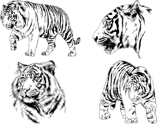 Dessins Vectoriels Esquisse Différents Prédateurs Tigres Lions Guépards Léopards Sont — Image vectorielle