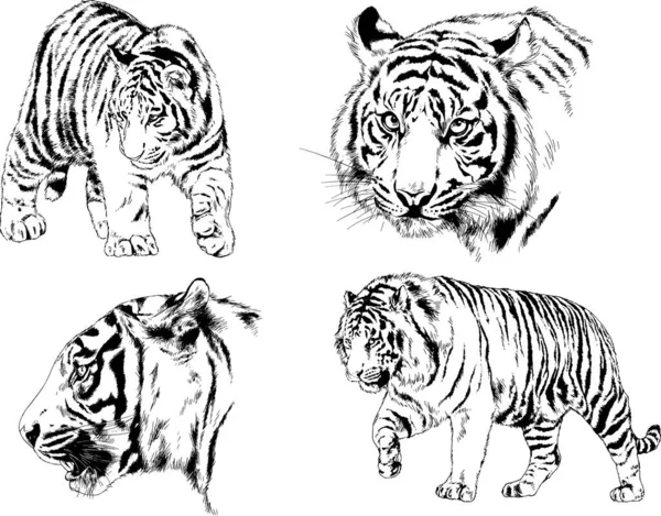 Dibujos Vectoriales Bocetos Diferentes Depredadores Tigres Leones Guepardos Leopardos Dibujan — Archivo Imágenes Vectoriales