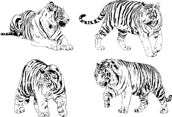 Dibujos Vectoriales Bocetos Diferentes Depredadores Tigres Leones Guepardos Leopardos Dibujan — Vector de stock