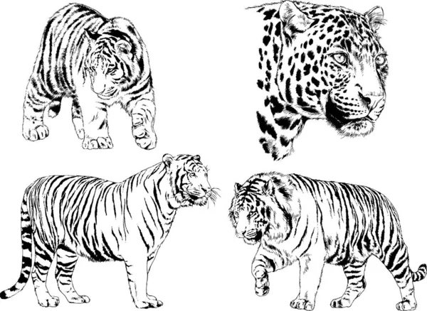 Vector Drawings Sketches Different Predator Tigers Lions Cheetahs Leopards Drawn — Stock Vector