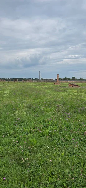Ağaçlar ve mavi gökyüzü olan güzel bir manzara.