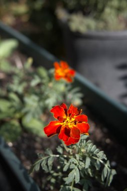 Tencerede büyüyen parlak kadife çiçeği, metin için yeri olan yakın plan görünüm.