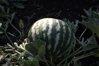 Bahçedeki sarmaşıkta büyüyen çizgili bir karpuzun yakın çekimi..