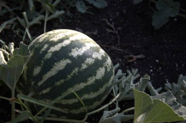 Bahçedeki sarmaşıkta büyüyen çizgili bir karpuzun yakın çekimi..