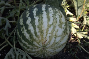 Bahçedeki sarmaşıkta büyüyen çizgili bir karpuzun yakın çekimi..
