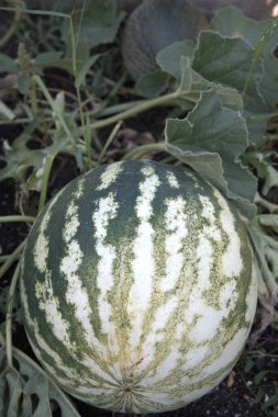 Bahçedeki sarmaşıkta büyüyen çizgili bir karpuzun yakın çekimi..