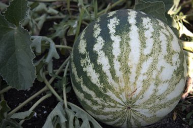 Bahçedeki sarmaşıkta büyüyen çizgili bir karpuzun yakın çekimi..