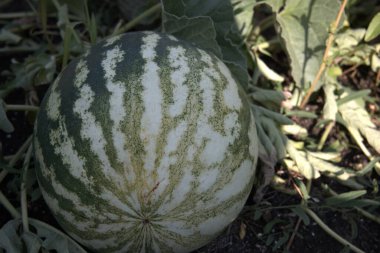 Bahçedeki sarmaşıkta büyüyen çizgili bir karpuzun yakın çekimi..