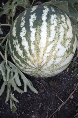 Bahçedeki sarmaşıkta büyüyen çizgili bir karpuzun yakın çekimi..