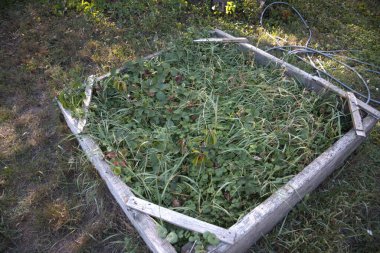 Yabani otlar ve yabani bitkilerle dolu bir bahçe yatağı..