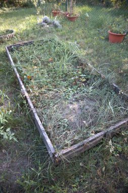 Yabani otlar ve yabani bitkilerle dolu bir bahçe yatağı..