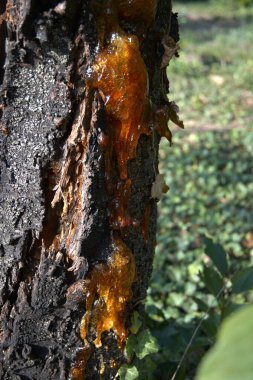 Ağaç kabuğuna damlayan doğal reçine, kopyalama alanı ile yakın çekim dokusu.
