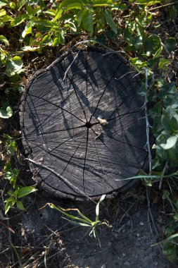 Kesik bir ağaç gövdesine yakın çekim. Büyüme halkalarını gösteriyor. Kopya alanı olan doğal doku..